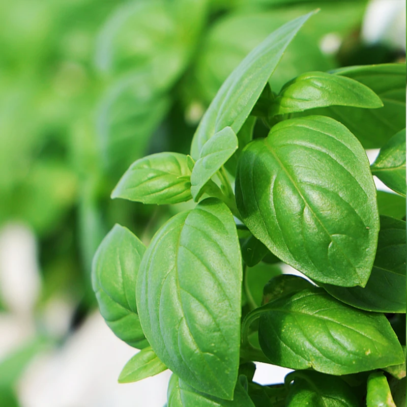 Basil