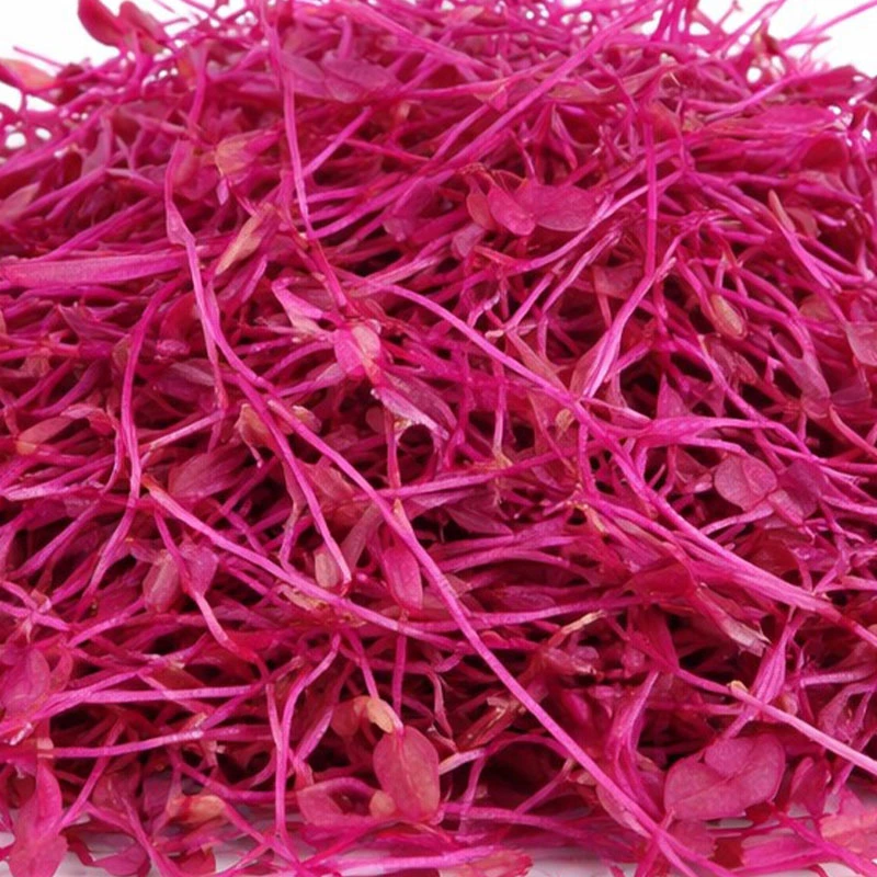 Micro Amaranth