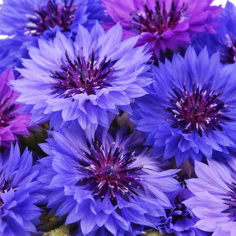 Corn Flowers