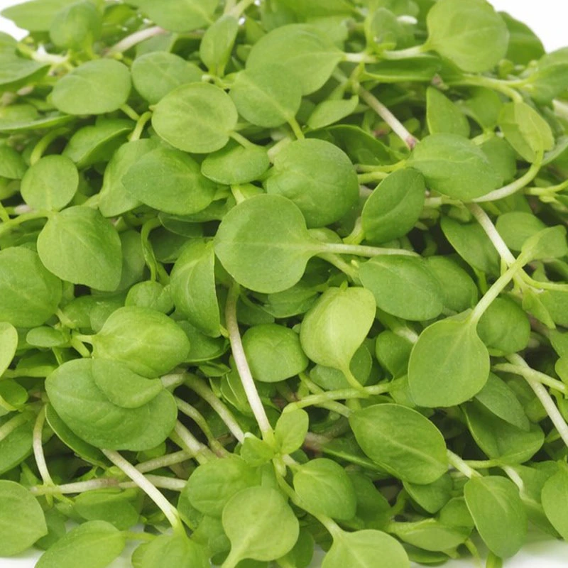 Micro Basil