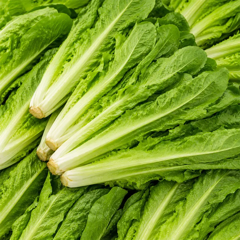 Romaine Lettuce