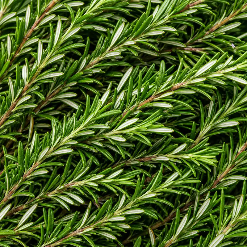 Rosemary