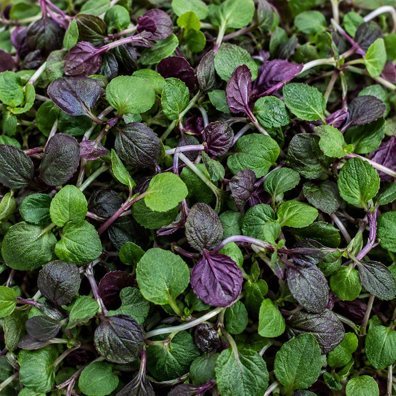 Micro Shiso