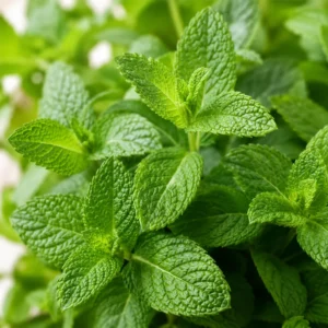 Mint