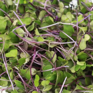 Micro Purple Haze