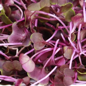 Micro Sango Radish